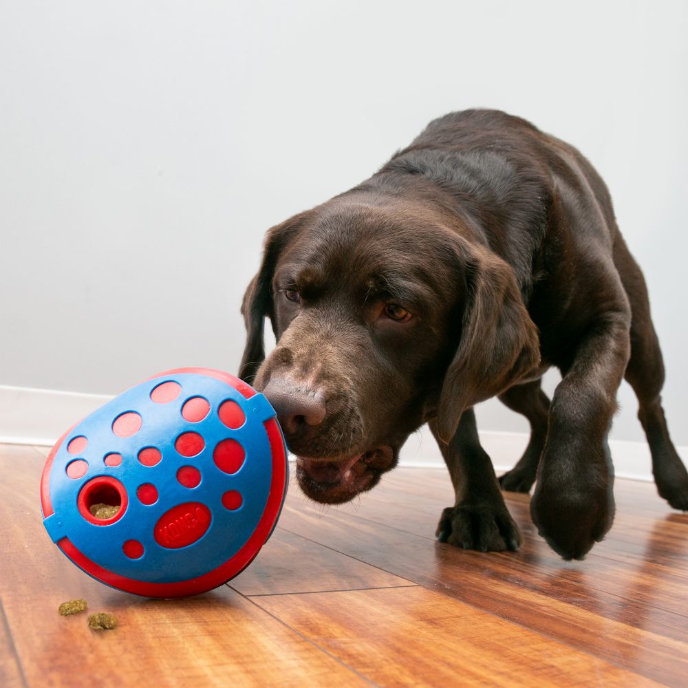 Buster ball outlet for dogs