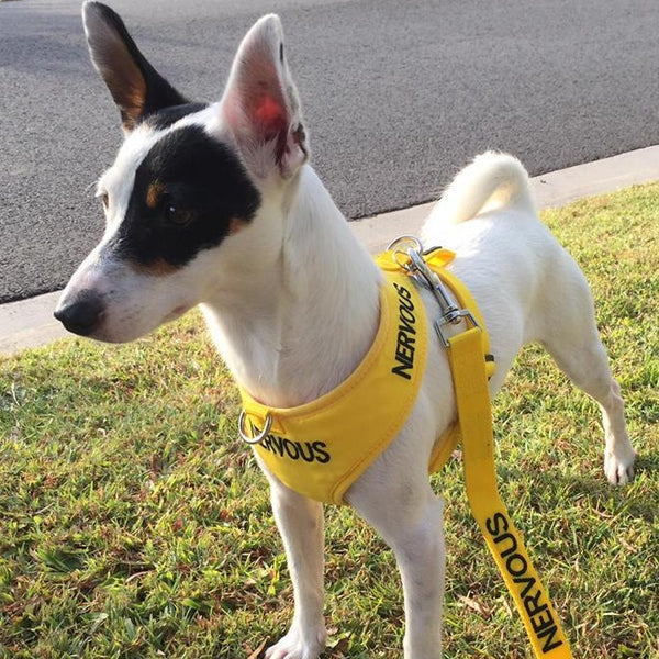 Friendly Dog Collars- NERVOUS- Adjustable Vest Harness