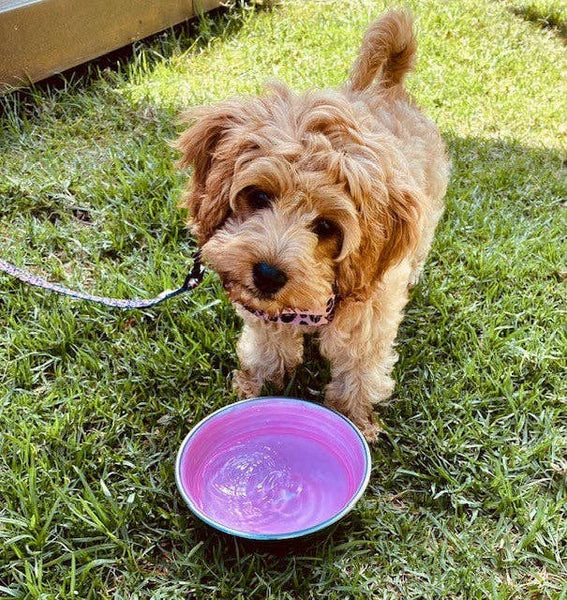 Loving Pets Le Bol Glazed Interior Bowl Rose