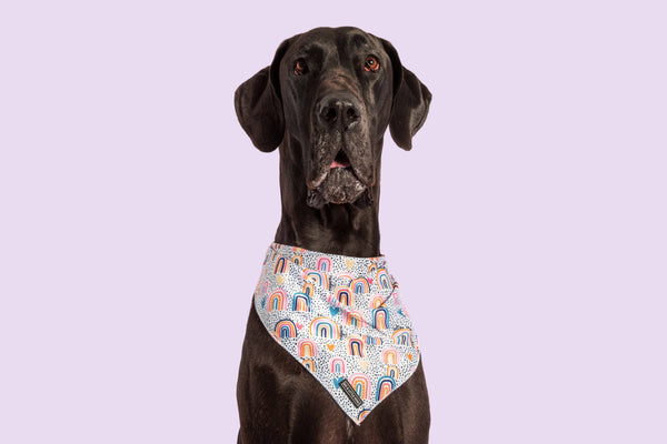 Big and Little Dogs-DOG BANDANA: Chasing Rainbows