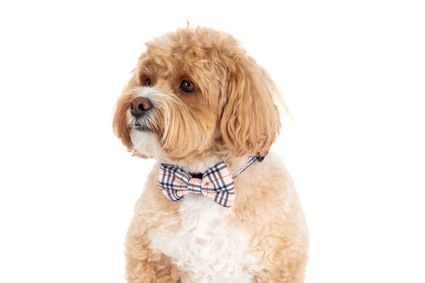 Big And Little Dogs-DOG COLLAR & BOW TIE: Nova Plaid