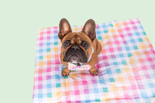 Big And Little Dogs-ON-THE-GO PET MAT: Follow The Rainbow/Rainbow Gingham