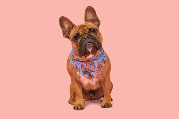 Big And Little Dogs-DOG BANDANA: Blue Fairy Bread