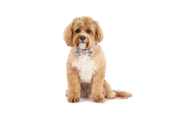 Big And Little Dogs-DOG COLLAR & BOW TIE: Nova Plaid