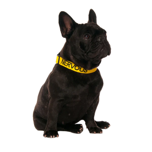 Friendly Dog Collars-NERVOUS- Clip Collar S/M