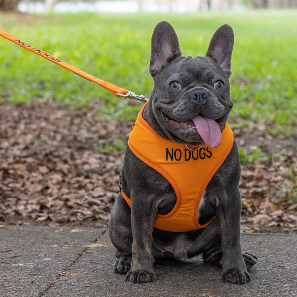 Friendly Dog Collars- NO DOGS- Adjustable Vest Harness