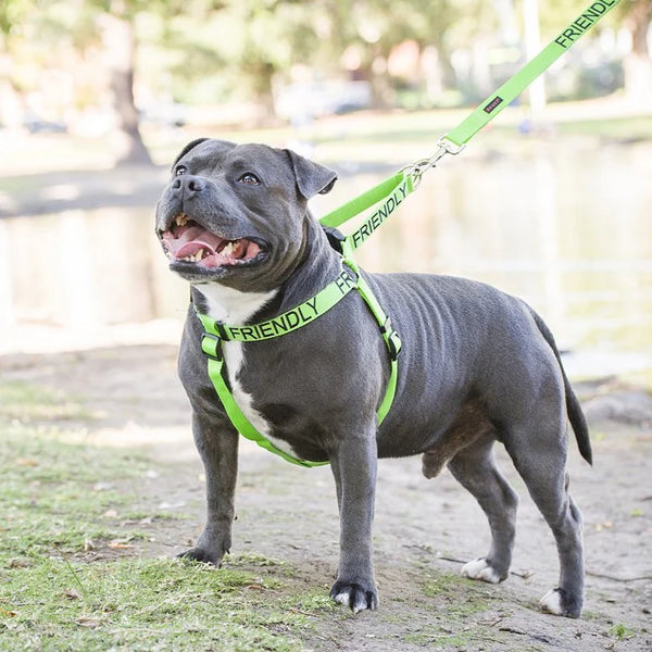 Friendly Dog Collars- FRIENDLY- No Pull Adjustable Strap Dog Harness L/XL