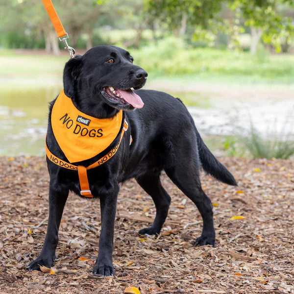 Friendly Dog Collars- NO DOGS- Bandana