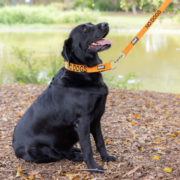 Friendly Dog Collars- NO DOGS- Semi Slip Collar L/XXL