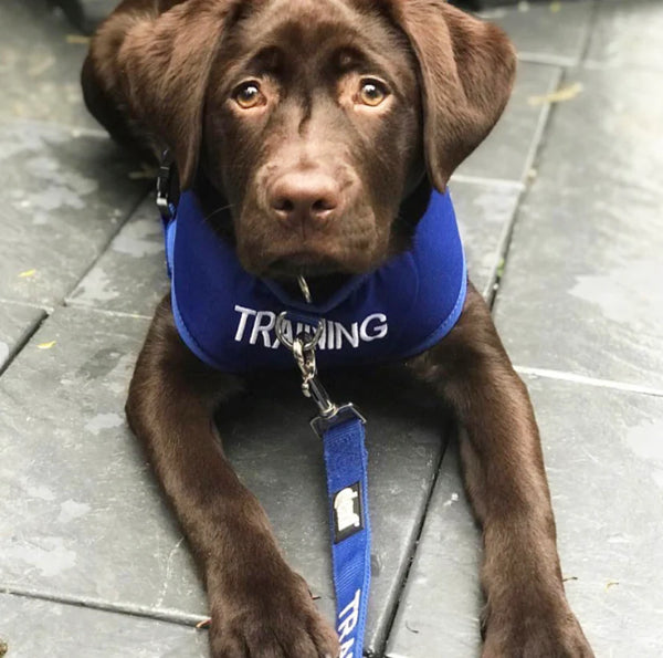 Friendly Dog Collars- TRAINING- Adjustable Vest Harness