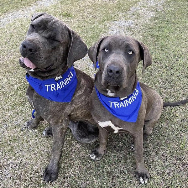 Friendly Dog Collars- TRAINING- Bandana