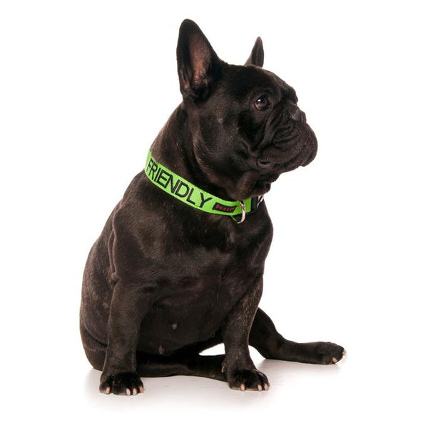 Friendly Dog Collars-FRIENDLY- Clip Collar S/M